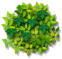 greenhanging.gif (6562 oCg)